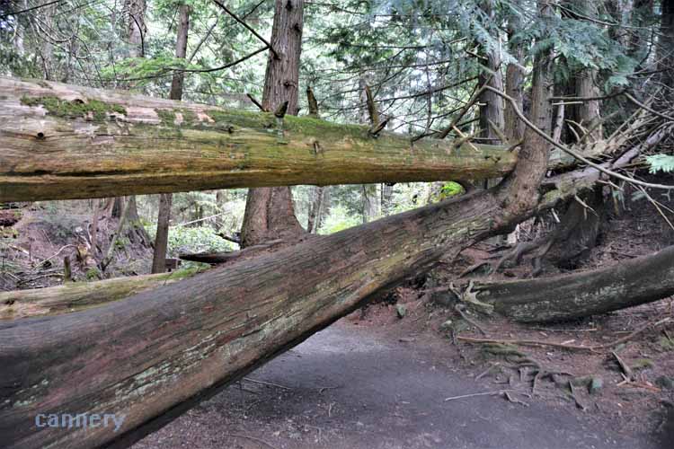 felled tree trunks